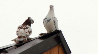 Картинка по теме - как построить голубятню