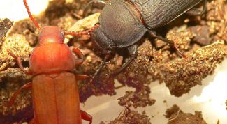 Картинка по теме - как избавиться от жучков