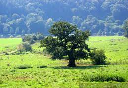 Картинка по теме - как вырастить дуб из жёлудя