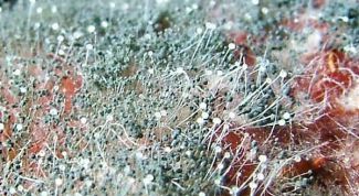 Картинка по теме - как избавиться в доме от плесени