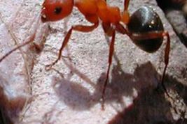 Картинка по теме - как избавиться от рыжих муравьев