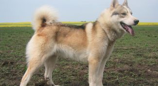 Картинка по теме - как кормить лаек