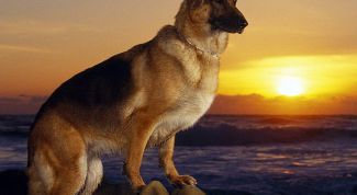 Картинка по теме - как кормить немецких овчарок