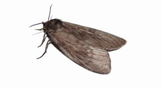 Картинка по теме - как вывести моль