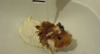 Картинка по теме - как мыть морских свинок