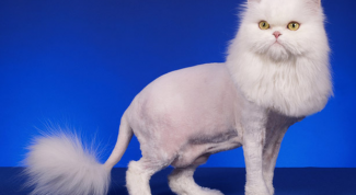 Картинка по теме - как подстричь кота