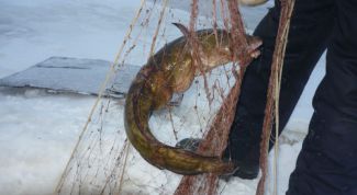 Картинка по теме - как поставить сеть под лед