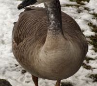 Картинка по теме - как манить гусей