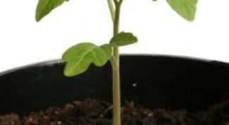 Картинка по теме - как пикировать томаты