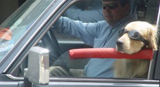 Картинка по теме - как перевозить собак