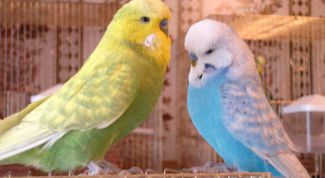 Картинка по теме - как отличить самца от самки