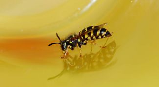 Картинка по теме - как отличить настоящий мёд