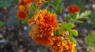 Картинка по теме - как пересадить хризантемы