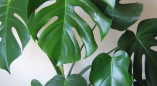 Картинка по теме - как пересадить монстеру