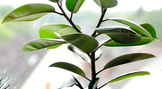 Картинка по теме - как обрезать фикусы