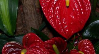 Картинка по теме - как пересаживать антуриум