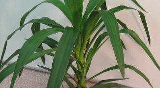 Картинка по теме - как пересадить юкку