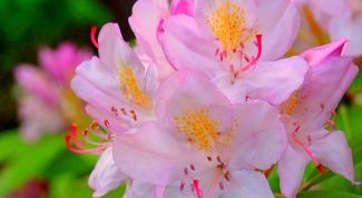 Картинка по теме - как пересаживать азалию