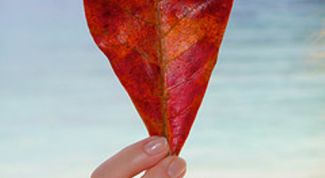 Картинка по теме - как описать свою любовь