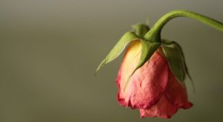 Картинка по теме - как оживить розу