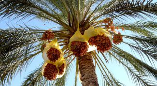 Картинка по теме - как вырастить финик