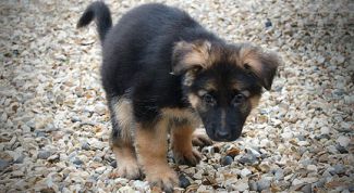 Картинка по теме - как научить щенка ходить в туалет