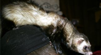 Картинка по теме - как поймать хорька