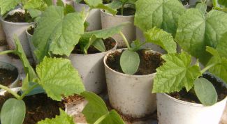 Картинка по теме - как пикировать рассаду