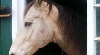 Картинка по теме - как построить конюшню