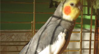 Картинка по теме - как научить кореллу