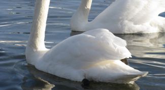 Картинка по теме - как найти себе спутника жизни