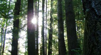 Картинка по теме - как ориентироваться в лесу одному