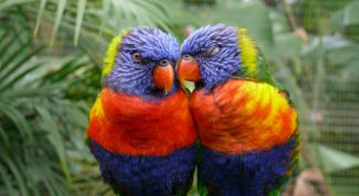 Картинка по теме - как определить пол попугая