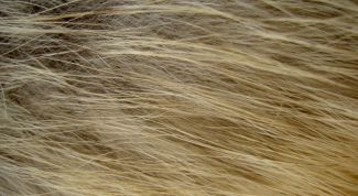 Картинка по теме - как почистить песца