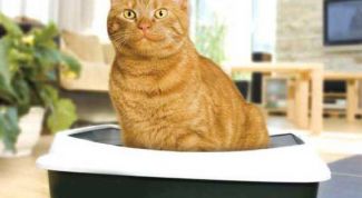 Картинка по теме - как приучить котенка к лотку