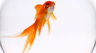 Картинка по теме - как отличить рыбок самку от самца