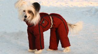 Картинка по теме - как одеть собаку