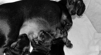 Картинка по теме - как кормить кормящую таксу