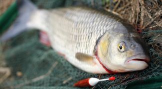 Картинка по теме - как сделать электроудочку