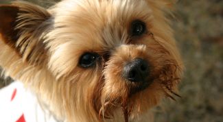 Картинка по теме - как измерить собаку