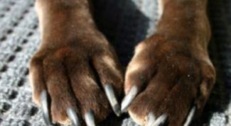 Картинка по теме - как стричь когти