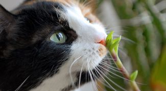 Картинка по теме - как отвадить кошку