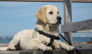 Картинка по теме - как надевать шлейку на собаку