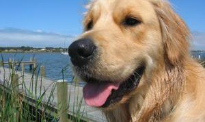 Картинка по теме - как отучить собак кусаться