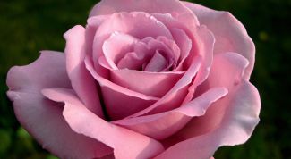 Картинка по теме - как подарить розу