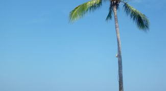 Картинка по теме - как нарисовать пальму