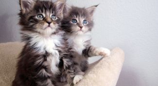 Картинка по теме - как определить, кот или кошка