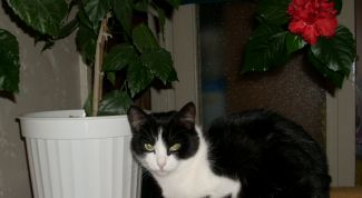 Картинка по теме - как найти кота