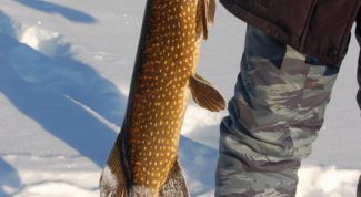 Картинка по теме - как ловить щуку на жерлицу