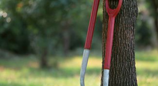 Картинка по теме - как посадить дерево